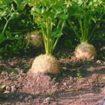 CELER KAO POSEBAN PRIRODNI LIJEK: Topi kamenac, snižava holesterol i olakšava probavu…